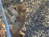 柴犬(標準サイズ)【岡山県・女の子・2022年12月31日・赤】の写真3