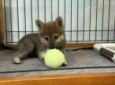 柴犬(標準サイズ)【岡山県・男の子・2024年7月10日・赤】の写真3