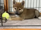 柴犬(標準サイズ)【岡山県・男の子・2024年7月10日・赤】の写真4