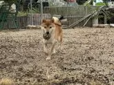 柴犬(標準サイズ)【岡山県・男の子・2023年10月21日・赤】の写真4