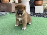 柴犬(標準サイズ)【岡山県・女の子・2021年10月7日・赤】の写真4