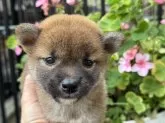 柴犬(標準サイズ)【岡山県・女の子・2024年9月12日・赤】の写真4