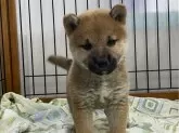 柴犬(標準サイズ)【岡山県・女の子・2024年1月14日・赤】の写真4