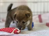 柴犬(標準サイズ)【岡山県・男の子・2021年7月3日・赤】の写真4