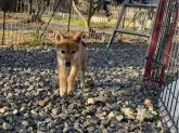 柴犬(標準サイズ)【岡山県・女の子・2023年8月9日・赤】の写真4