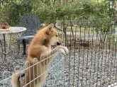 柴犬(標準サイズ)【岡山県・男の子・2021年11月11日・赤】の写真4