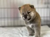 柴犬(標準サイズ)【岡山県・男の子・2021年5月17日・赤】の写真4