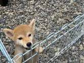 柴犬(標準サイズ)【岡山県・女の子・2022年6月3日・赤】の写真4