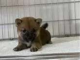 柴犬(標準サイズ)【岡山県・女の子・2022年7月18日・赤】の写真4