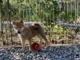 柴犬(標準サイズ)【岡山県・女の子・2021年7月1日・赤】の写真5