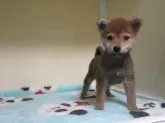 柴犬(標準サイズ)【岡山県・男の子・2020年10月5日・赤】の写真5