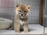 柴犬(標準サイズ)【岡山県・女の子・2024年5月6日・赤】の写真5