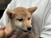 柴犬(標準サイズ)【岡山県・女の子・2024年5月15日・赤】の写真5