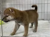 柴犬(標準サイズ)【岡山県・女の子・2022年8月22日・黒】の写真5