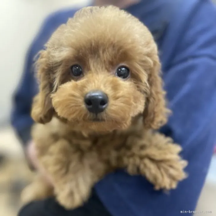 ヒデ 様のお迎えした子犬