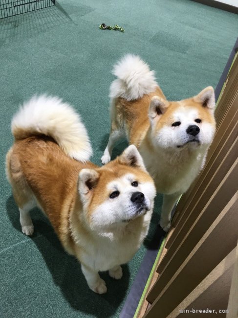 秋田県大館市にて秋田犬の展示もしております。｜羽沢　麻美(はざわ　あさみ)ブリーダー(秋田県・秋田犬・秋田犬保存会登録)の紹介写真4