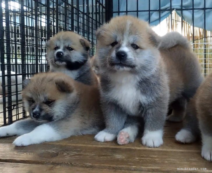 羽沢　麻美(はざわ　あさみ)ブリーダー(秋田県・秋田犬・秋田犬保存会登録)の紹介写真5