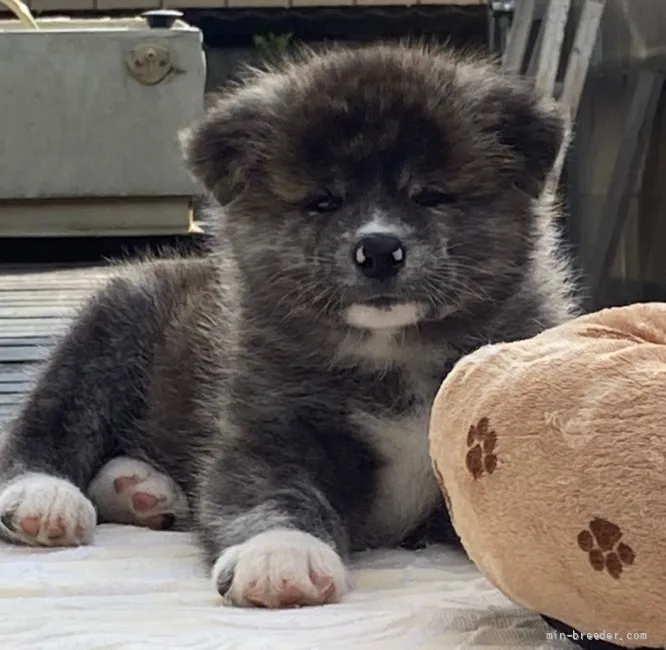 センバ 様のお迎えした子犬