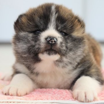 秋田犬【秋田県・女の子・2023年12月14日・虎毛】の写真「とても愛らしい虎毛の秋田犬」