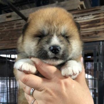 秋田犬【秋田県・男の子・2022年9月17日・赤毛】の写真「コロコロ大きな秋田犬の仔犬です」