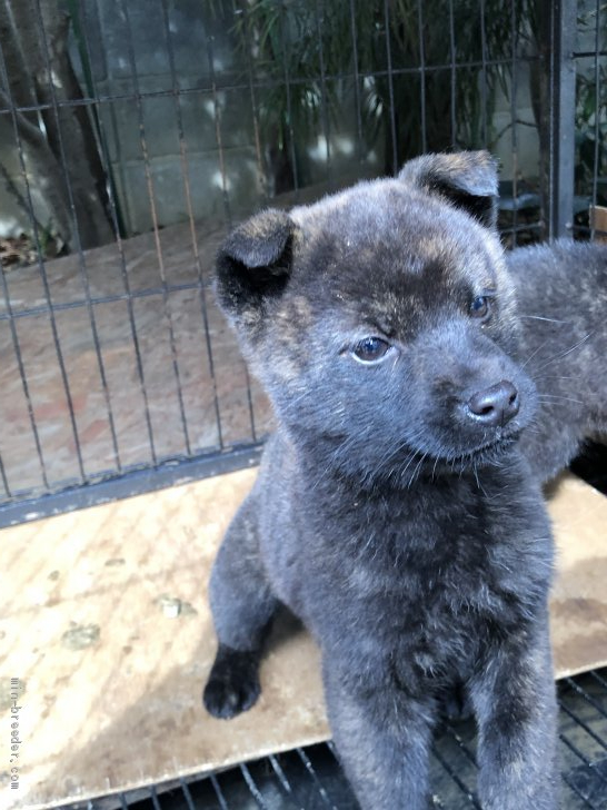 甲斐犬 山梨県 女の子 19年12月13日 黒虎毛 総合優勝犬 大優勝旗杯チャンピオン犬の仔犬 女の子 みんなのブリーダー 子犬id 06