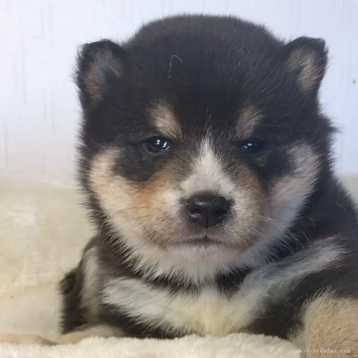 たくちゃん 様のお迎えした子犬