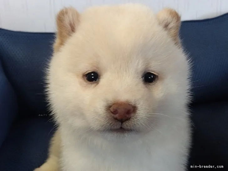 たく 様のお迎えした子犬