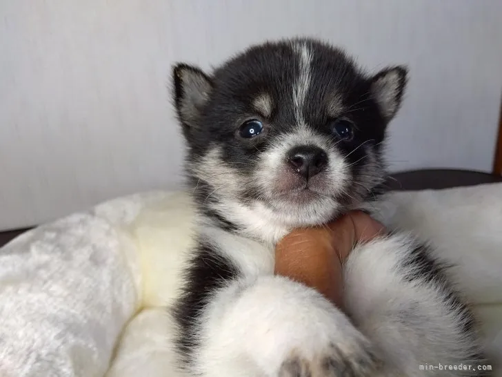 H.Y 様のお迎えした子犬