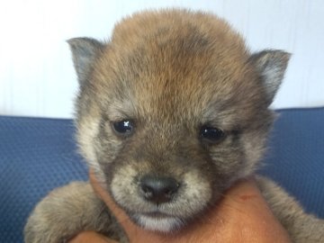 柴犬(豆柴)【香川県・男の子・2023年9月21日・赤色】の写真「両親　豆柴認定犬から産まれた極小サイズの男の子で」