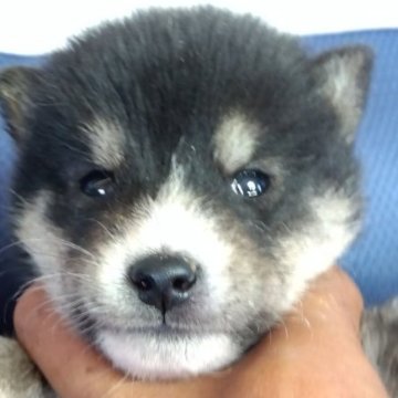 柴犬(豆柴)【香川県・男の子・2023年9月24日・黒色】の写真「両親　豆柴認定犬から産まれた極小サイズの男の子です」