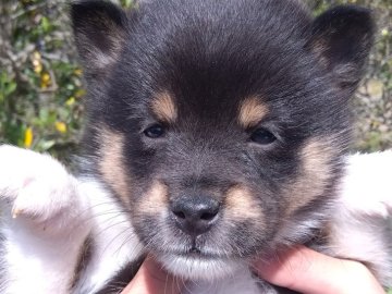 柴犬(豆柴)【香川県・女の子・2023年3月19日・黒色】の写真「両親　豆柴認定犬から産まれた極小サイズの3姉妹です」