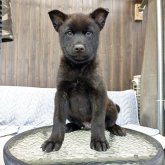 甲斐犬