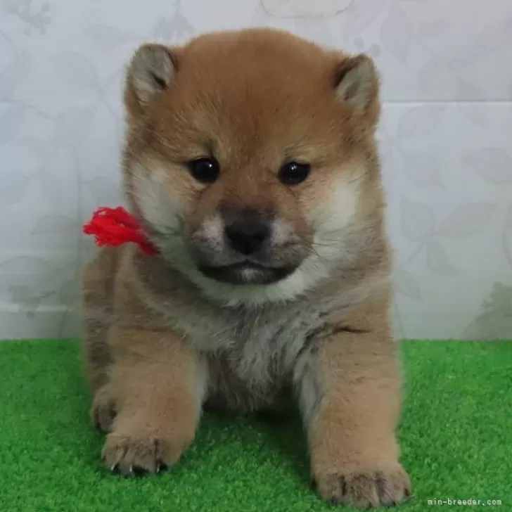 柴犬(標準サイズ)【大阪府・女の子・2024年11月24日・赤】の写真1「可憐な中にも品格があるハイグレードで可愛い女の子。」