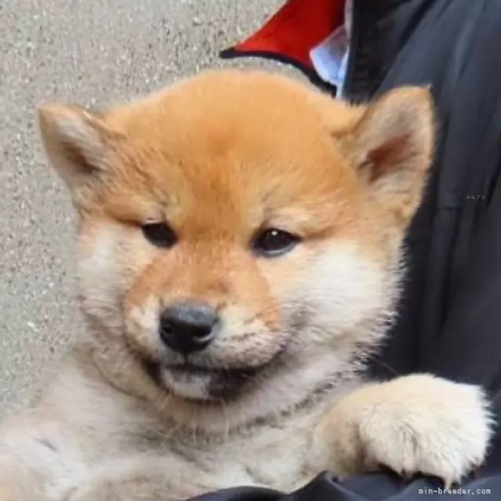 柴犬(標準サイズ)【大阪府・男の子・2025年2月16日・赤】の写真1「血統優秀なハイグレードな男の子。少し成長し顔立ちもしっかりしてきました!なかなかのイケメンです!」
