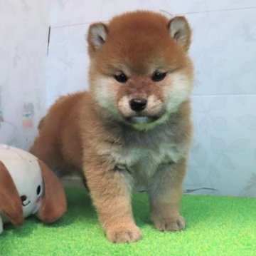 柴犬(標準サイズ)【大阪府・男の子・2025年2月9日・赤】の写真「血統優秀でハイグレードな男の子」
