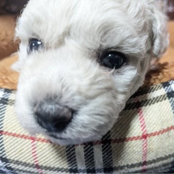 ビションフリーゼ【鹿児島県・女の子・2024年11月9日・ホワイト】の写真「母乳を沢山飲んでムチムチで可愛いです！」