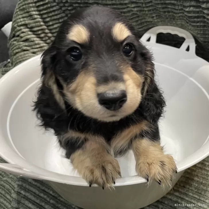 ショコラ 様のお迎えした子犬