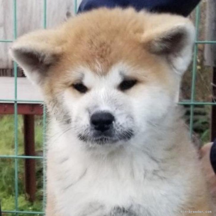 秋田犬 岩手県 女の子 22年9月6日 赤毛 近寄って甘えてくるのが可愛いです みんなのブリーダー 子犬id 2210