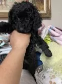 トイプードル(トイ)【沖縄県・女の子・2024年5月26日・ブラック】の写真2「身体もガッシリ🐶」