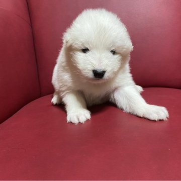 サモエド【栃木県・男の子・2023年12月1日・白色】の写真「とても元気な男の子😊」