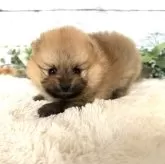 ポメラニアン