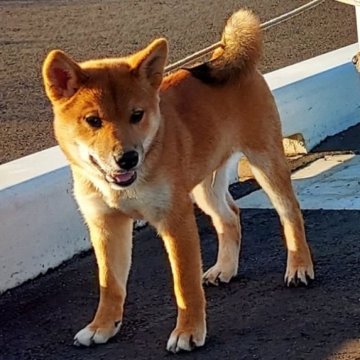 柴犬(標準サイズ)【茨城県・男の子・2024年7月1日・赤】の写真「元気でイケワンな男の子です。」