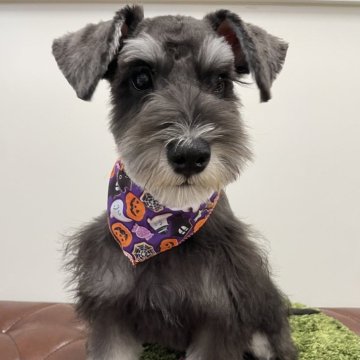 ミニチュアシュナウザー【広島県・男の子・2025年5月30日・ブラックアンドシルバー】の写真「グランドチャンピオン血統のボク🩷」