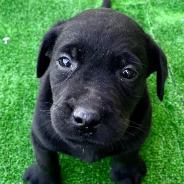 ブラック(黒)のラブラドールレトリバーの子犬を探す｜ブリーダー直販の子犬販売【みんなのブリーダー】