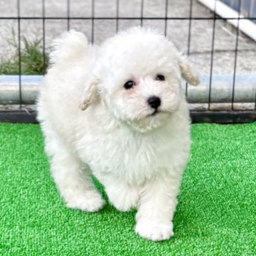 ミニチュアプードル【埼玉県・女の子・2025年7月26日・ホワイト】の写真「🐶もこふわ短足ドワーフタイプの可愛子ちゃん^_^」