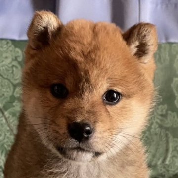 柴犬(標準サイズ)【愛媛県・女の子・2024年11月29日・赤】の写真「両親犬賞歴多数、人懐っこい女の子」