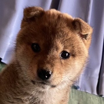 柴犬(標準サイズ)【愛媛県・男の子・2024年11月29日・赤】の写真「両親犬賞歴多数、人懐っこい男の子」