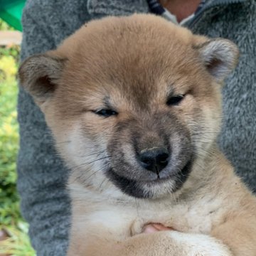 柴犬(標準サイズ)【愛媛県・女の子・2024年11月17日・赤】の写真「可愛い女の子」