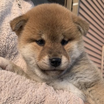 柴犬(標準サイズ)【愛媛県・女の子・2024年11月17日・赤】の写真「可愛い女の子」