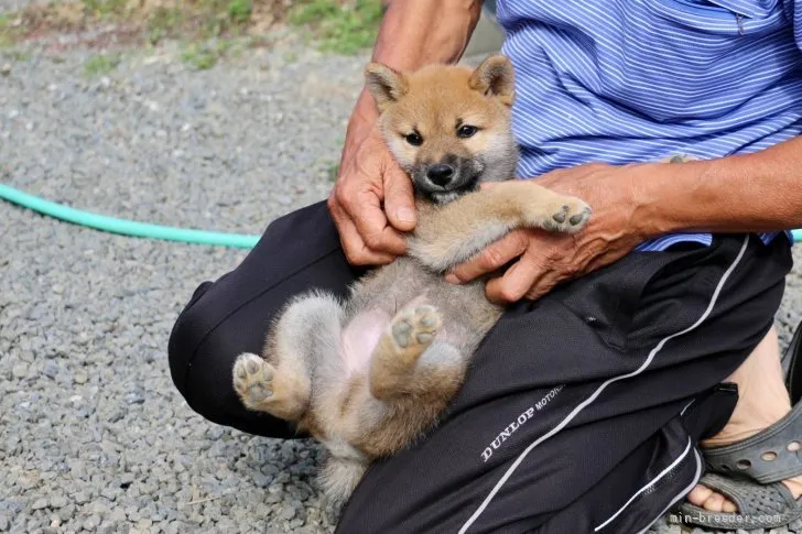 柴犬(標準サイズ)【愛媛県・男の子・2021年8月8日・赤】の写真1